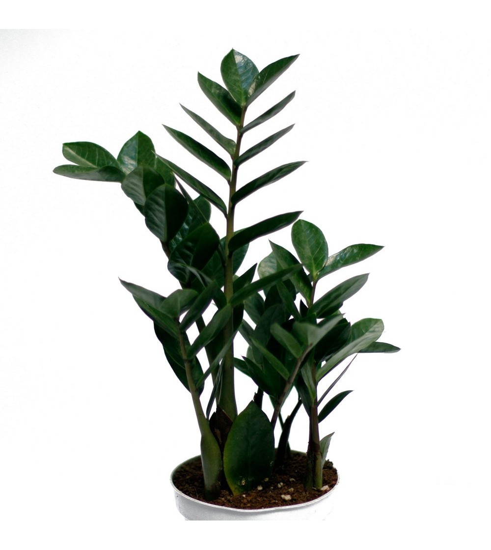 Zamioculcas