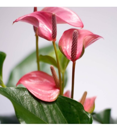 Anthurium rosa