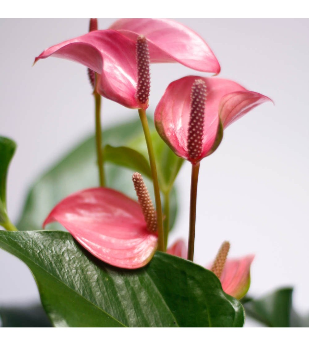 Acheter Anthurium rose - Fleur de flamant | CitySens