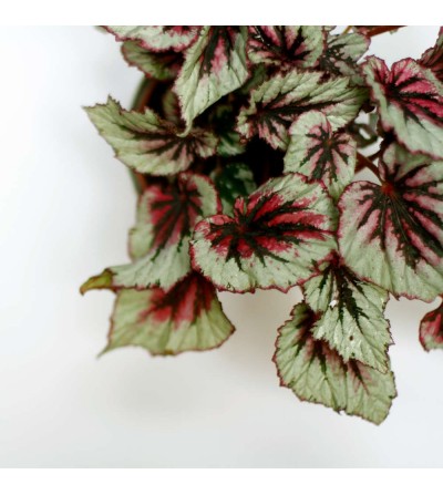 Begonia Rex