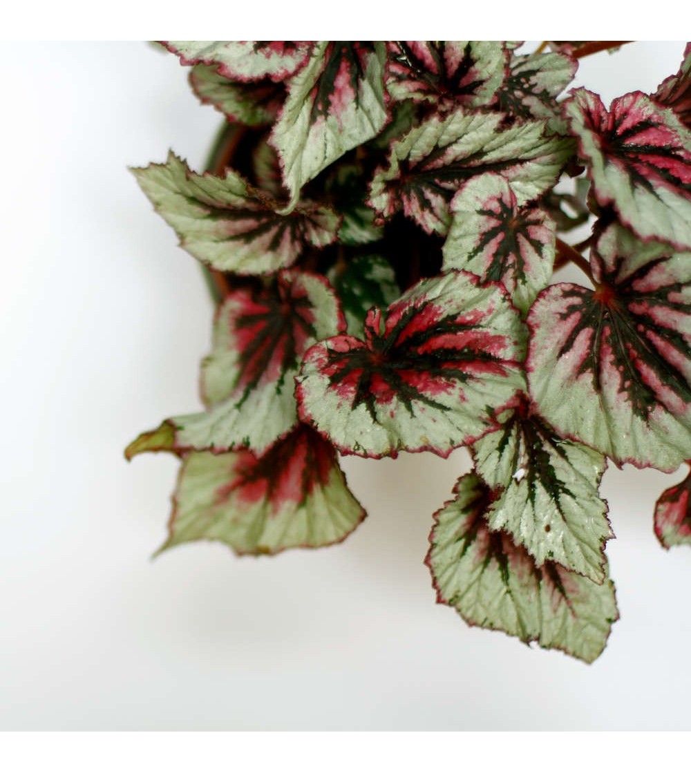 Comprar Begonia Rex - Begonia de hoja pintada | CitySens