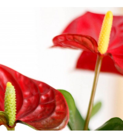 Jardin vertical avec plantes à feuille rouge