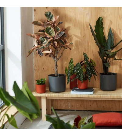 Pots de fleurs d'intérieur durables