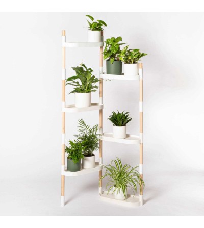 Estantería con plantas purificadoras del aire