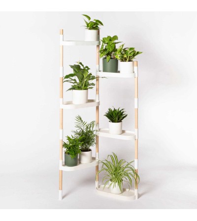 Shelving with air purifying plants