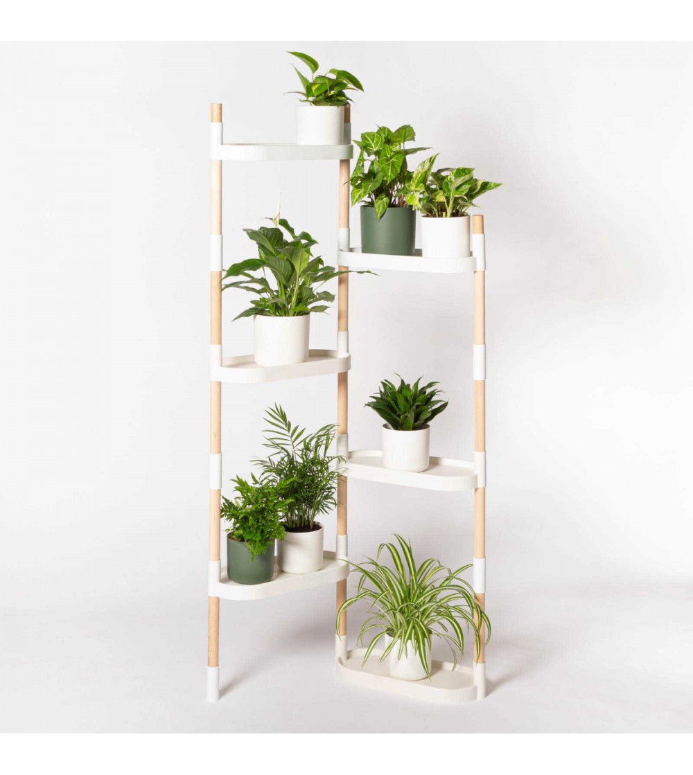 Étagère avec plantes purificatrices d'air