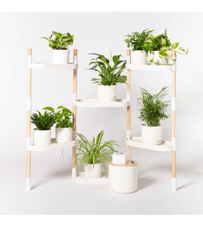 Étagère avec plantes purificatrices d'air