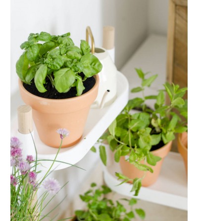 CÉCOA - POTAGER D'INTERIEUR - CULTIVEZ VOS HERBES AROMATIQUES - BASILIC  INCLUS : : Jardin