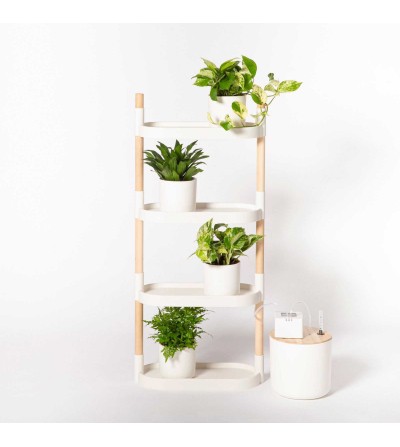 Étagère avec plantes purificatrices d'air
