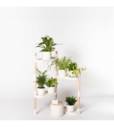 Étagère avec plantes purificatrices d'air