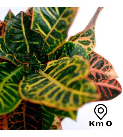 codiaeum variegatum plante croton