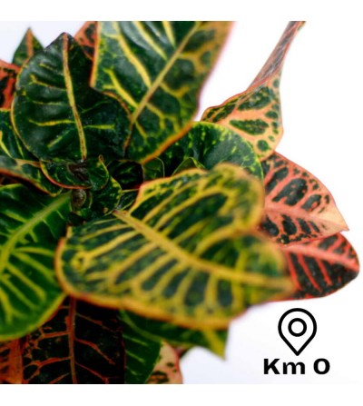 Croton