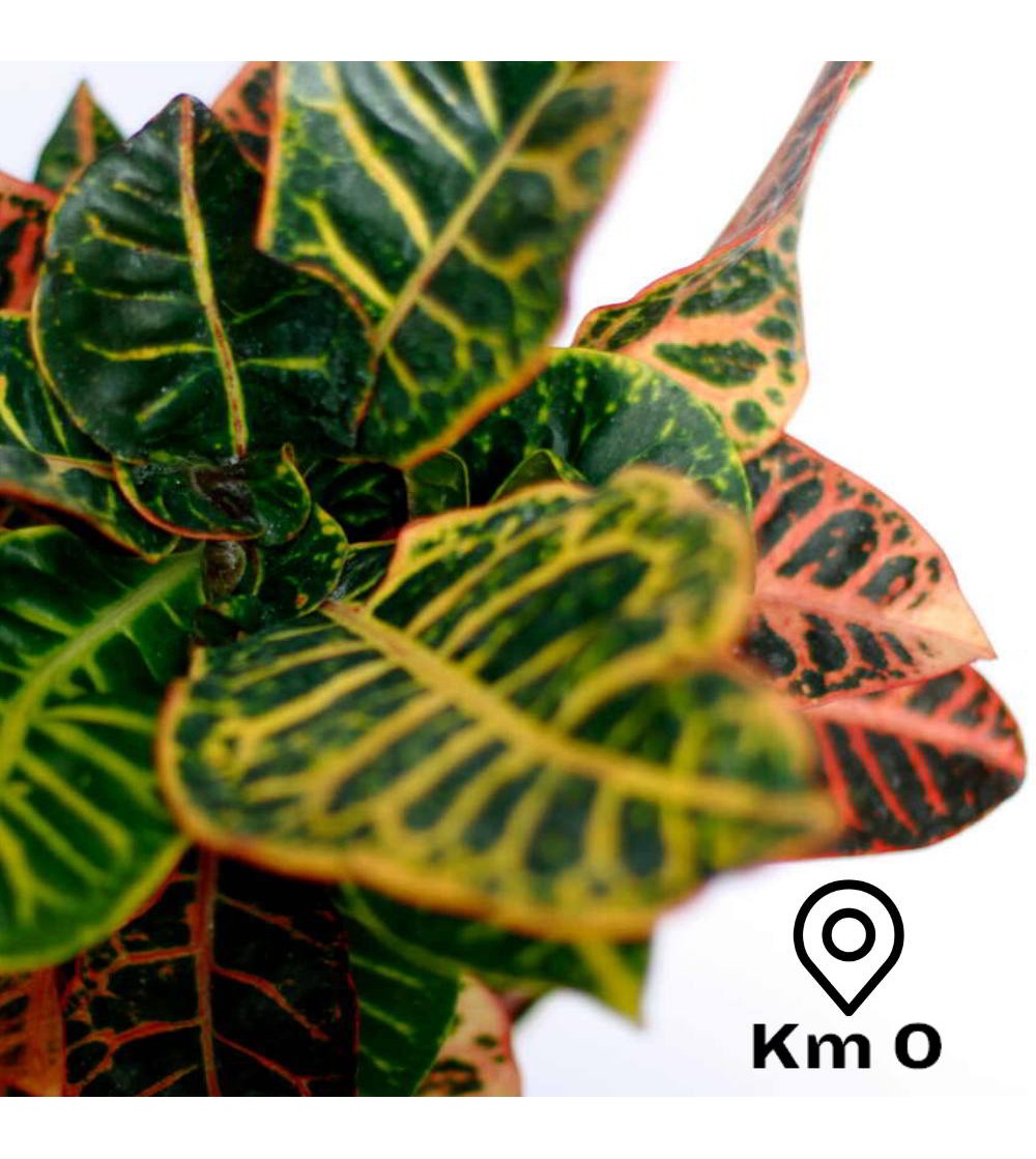 codiaeum variegatum plante croton