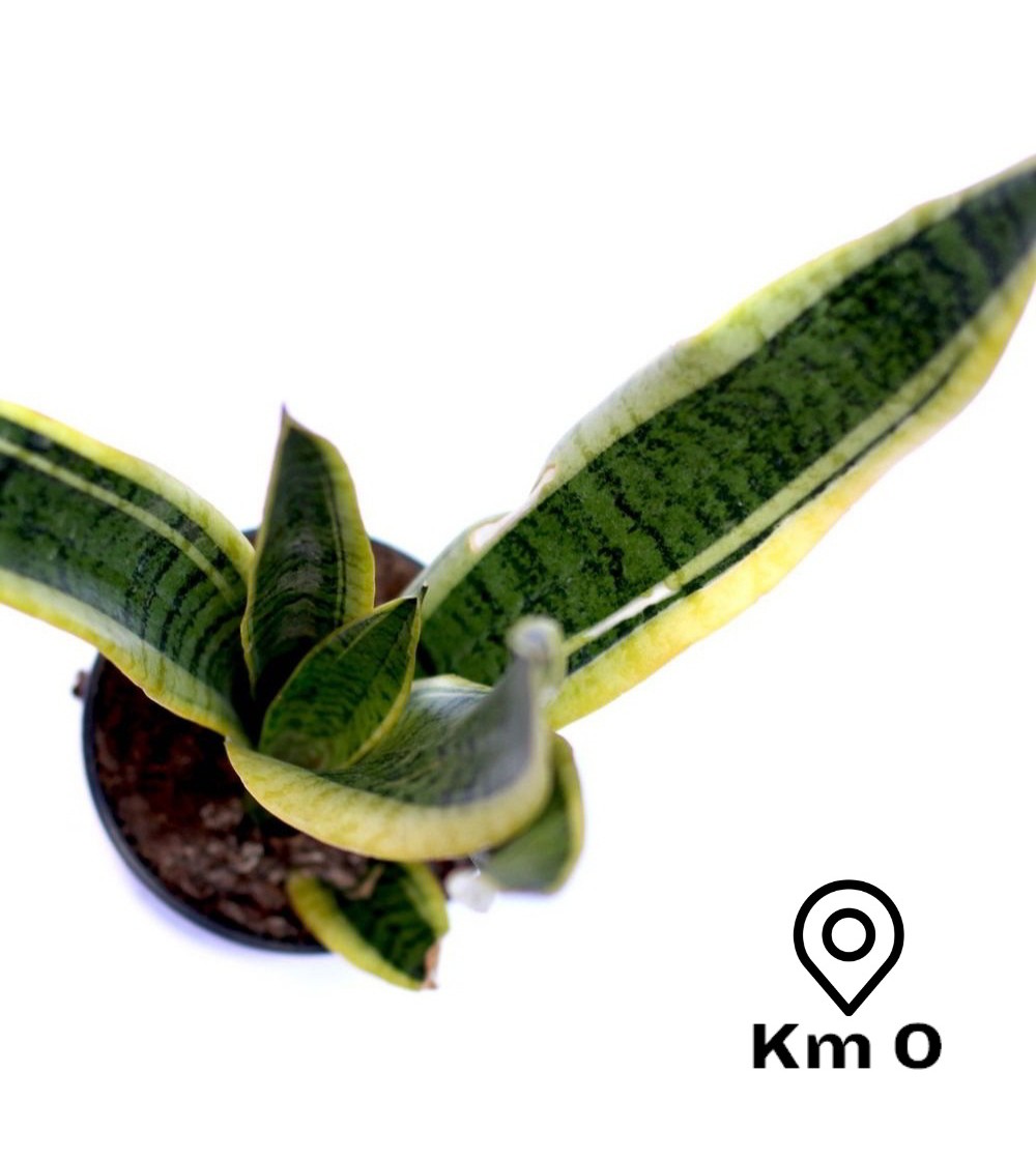 Sansevieria