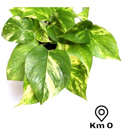 Pothos