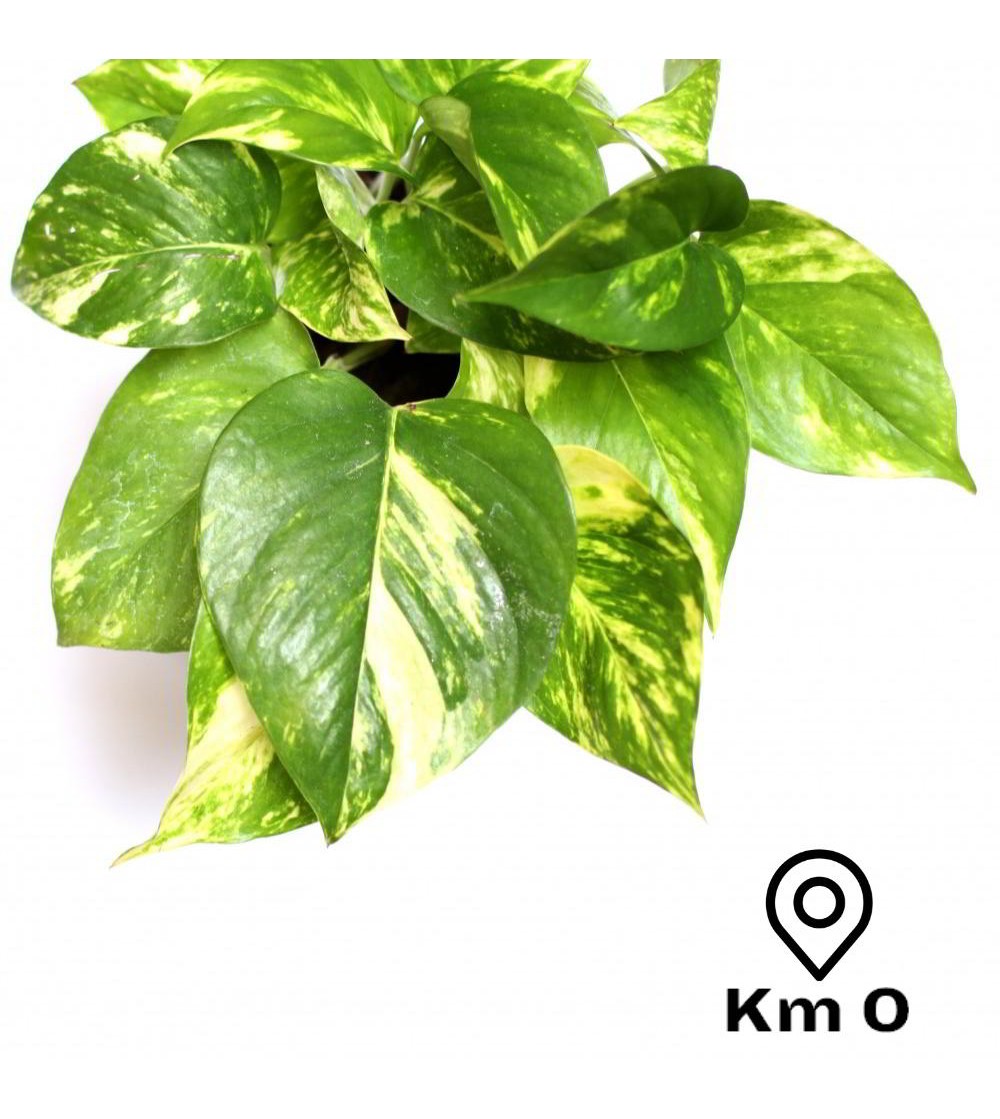 comprar-potos-potus-pothos-epipremnum-aureum-citysens