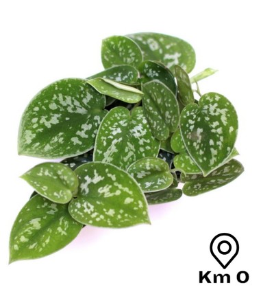 Pothos Satiné