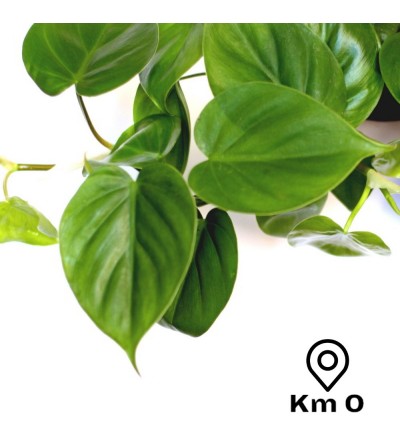 Philodendron Scandens