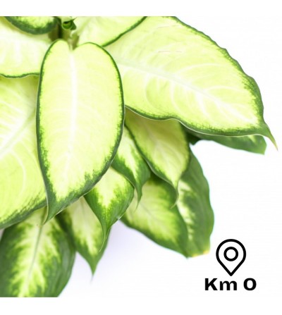 Dieffenbachia