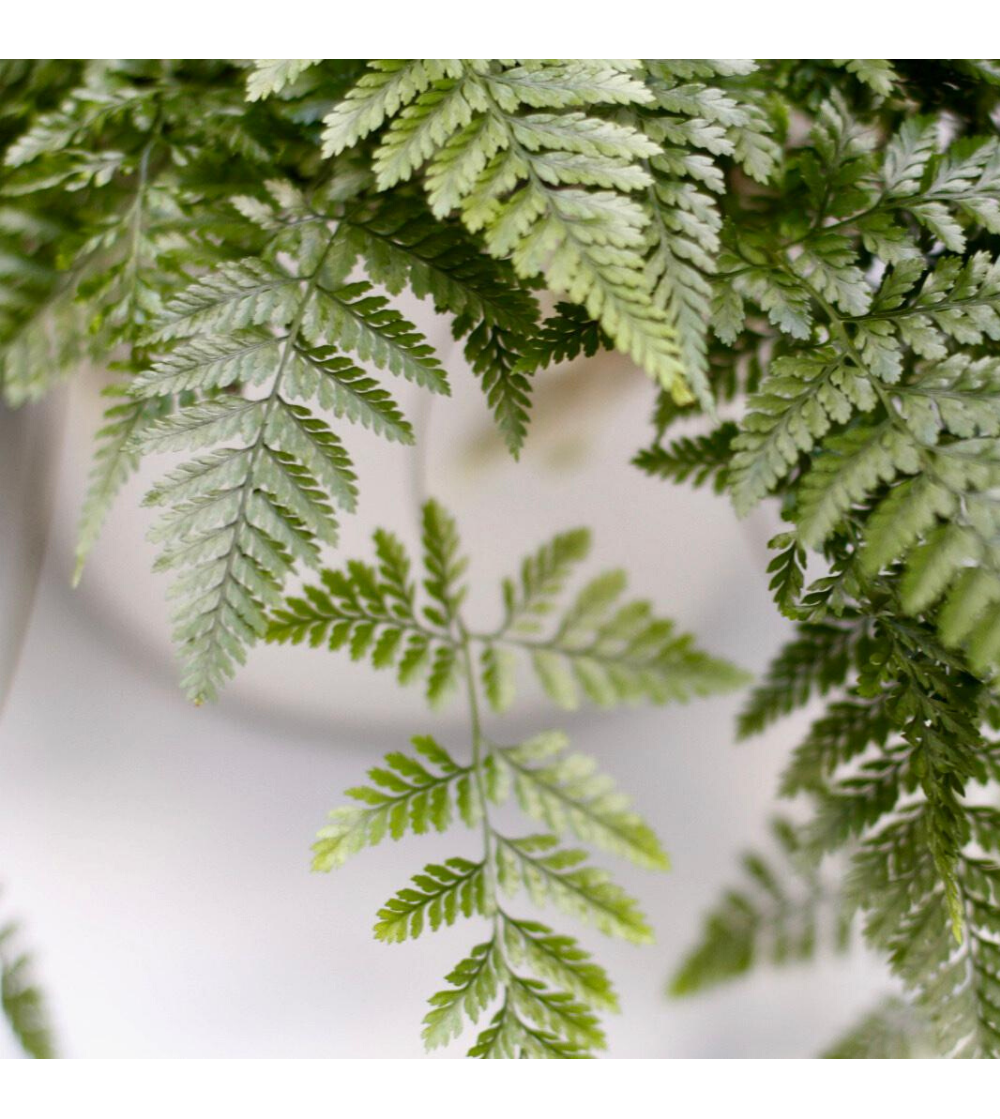 Patte de lapin ou Davallia plante suspendue d'intérieur.