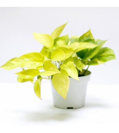 Neon Pothos