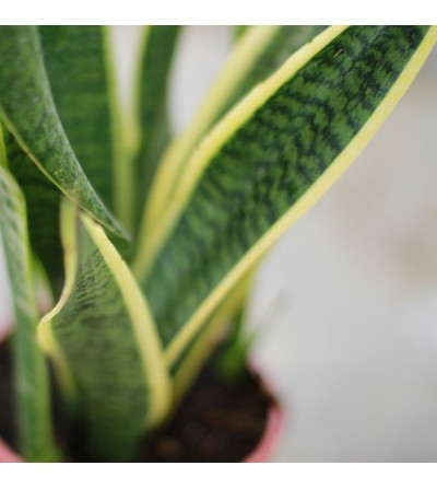 Sansevieria Laurentii