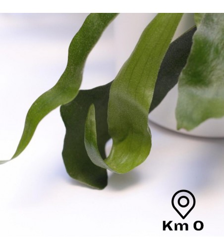 Comprar Platicerio - Cuerno de Alce - Cuerno de ciervo | CitySens