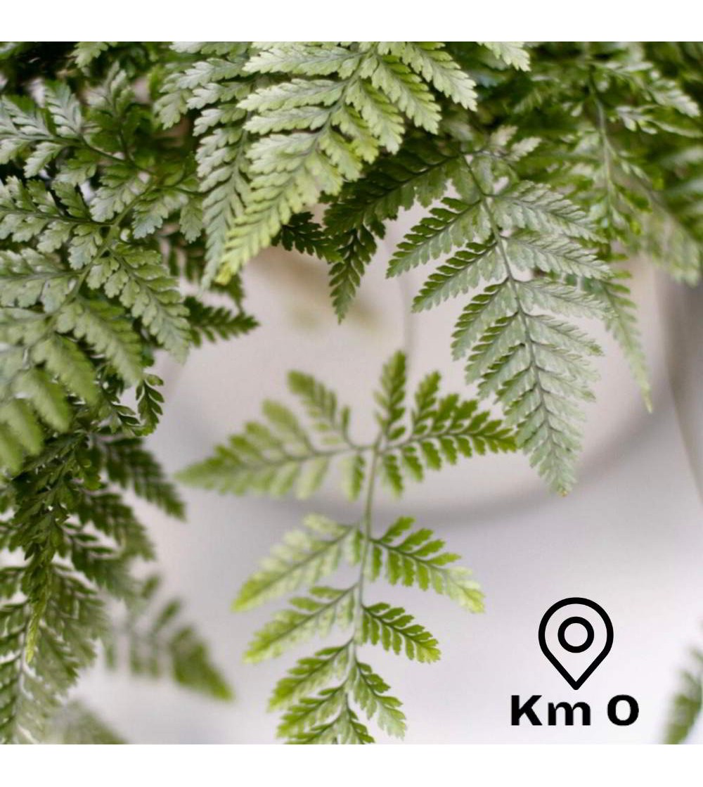 Patte de lapin ou Davallia plante suspendue d'intérieur.