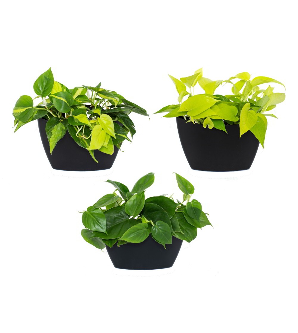 pots muraux avec plantes suspendues