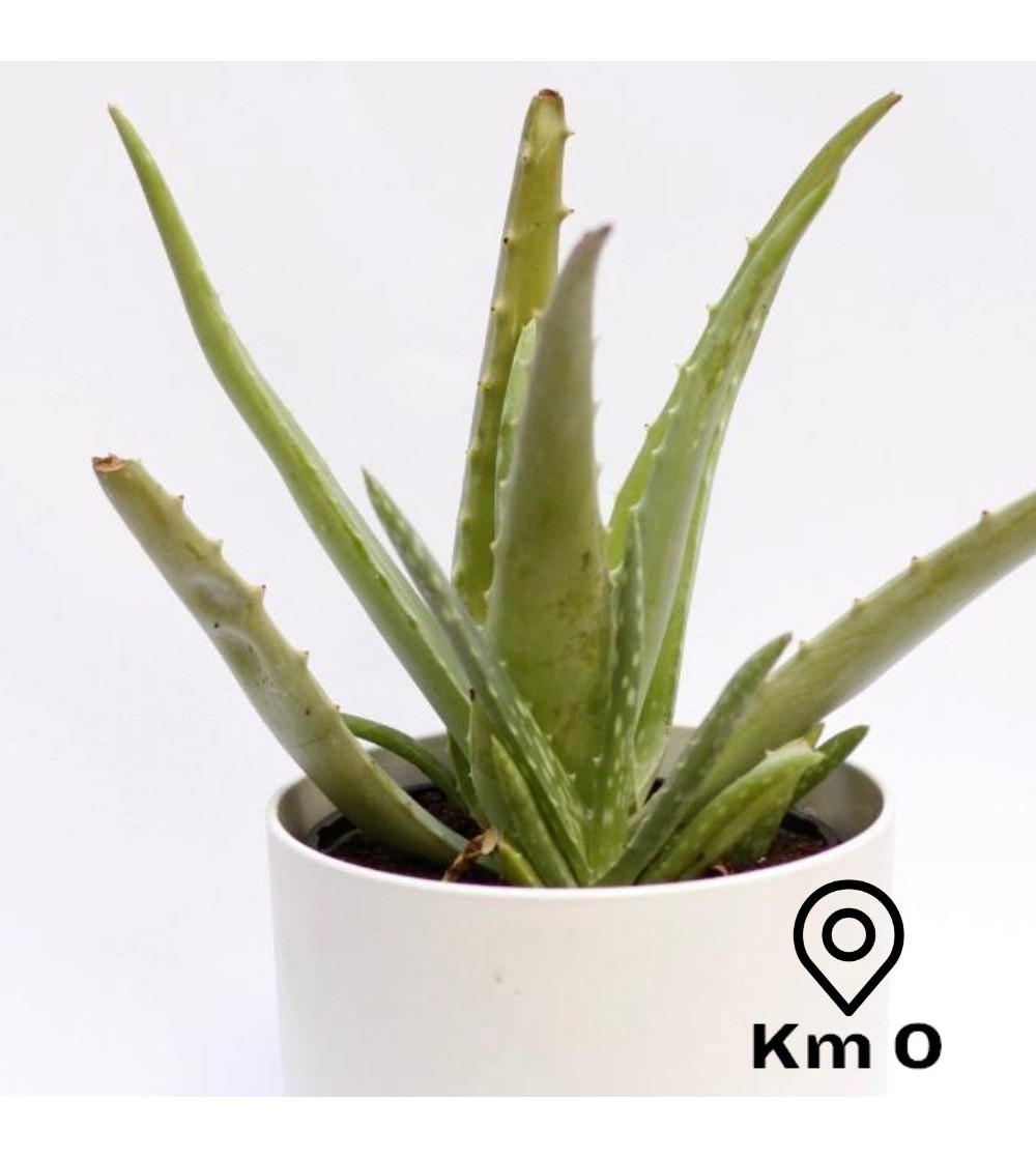 Aloe Vera, Livraison plantes d'intérieur