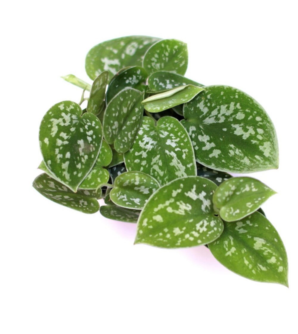 Pothospackung online kaufen Poto Pictus, Poto Neon, Poto Marble Queen, Poto N'joy CitySens