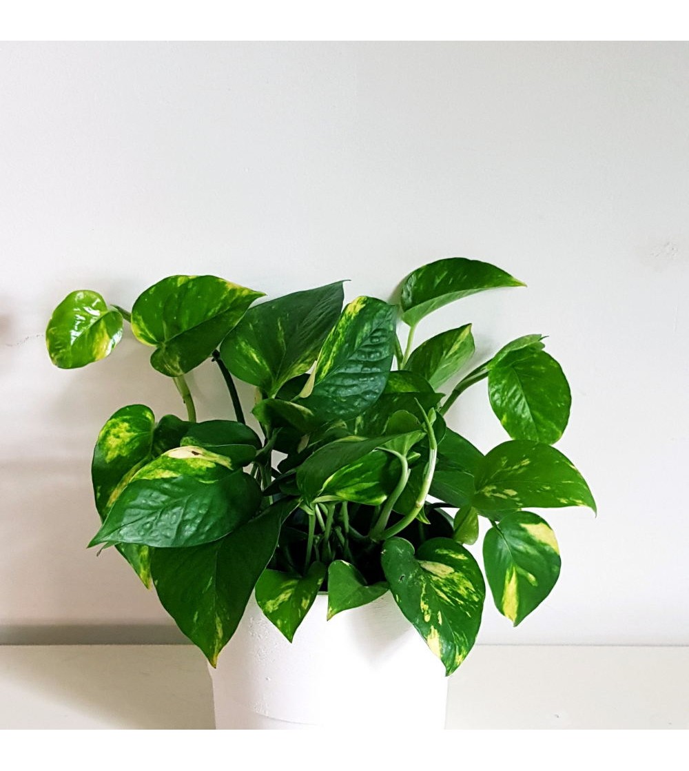 Poto, Pothos, Epipremnum Species, Centipede Tonga Vine, Devil's Ivy