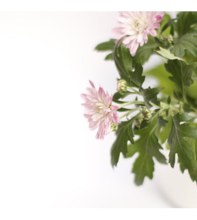 Chrysanthemum, Autumn and winter plant