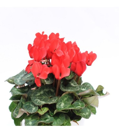 Cyclamen red