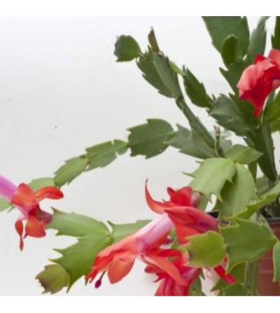 Crab Cactus