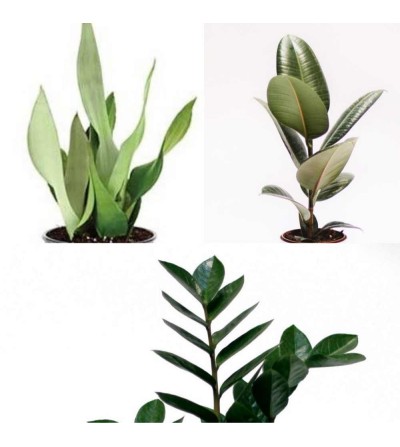 Pack di 3 piante indistruttibili