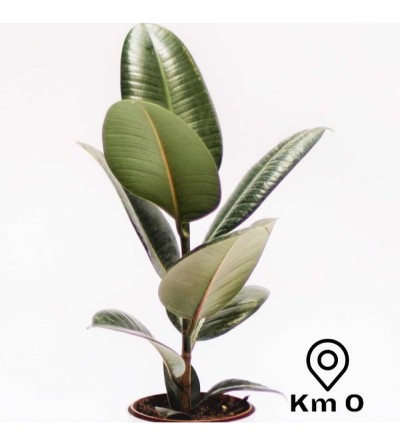 Ficus Elastica