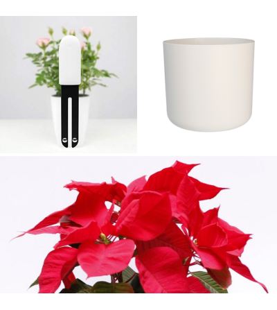 Christmas Pack of Perfect Poinsettia