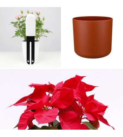 Pacchetto natale Poinsettia con sensore per piante