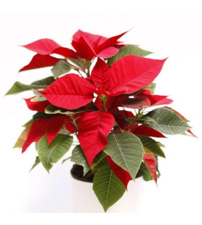 Poinsettia - Planta de Navidad