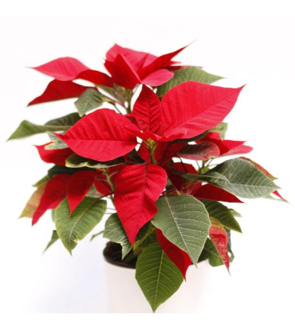 Buy red Poinsettia online CitySens