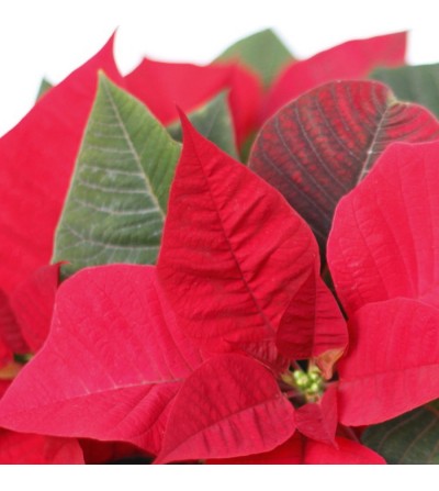 Poinsettia - Planta de Navidad