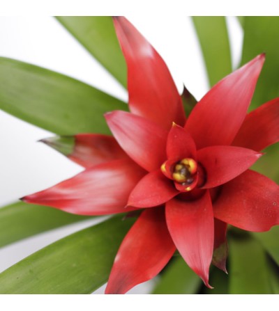 Guzmania rouge