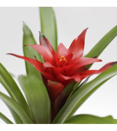 Guzmania rouge