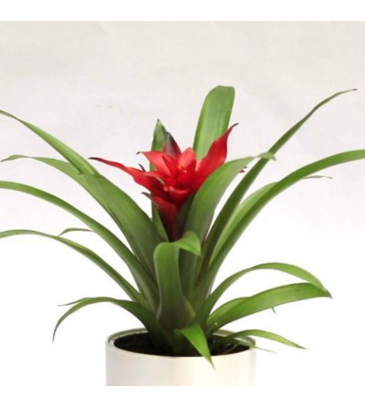 Bromelia Guzmania