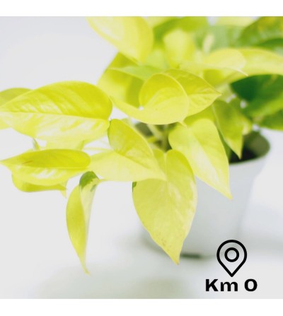 Neon Pothos