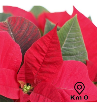 Poinsettia - Planta de Navidad