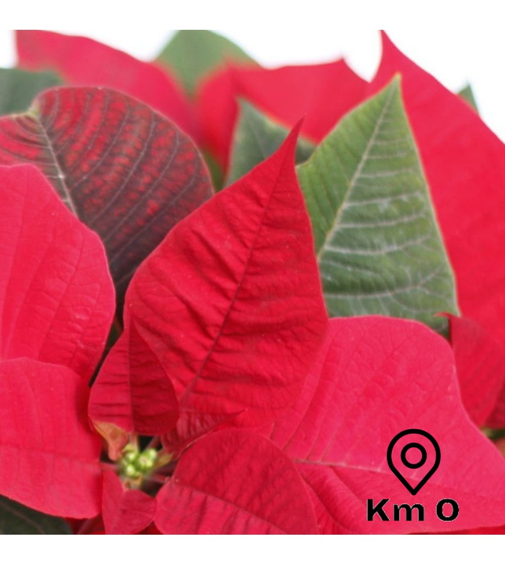 Poinsettia - Planta de Navidad