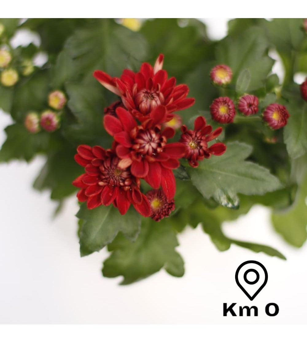 Chrysanthemum, Autumn and winter plant