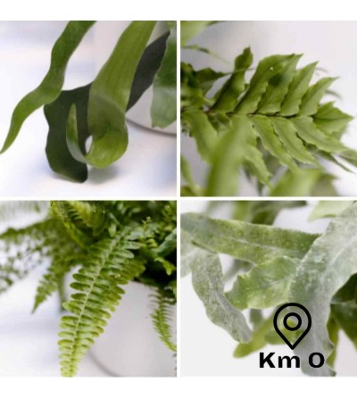 Pack of 4 ferns